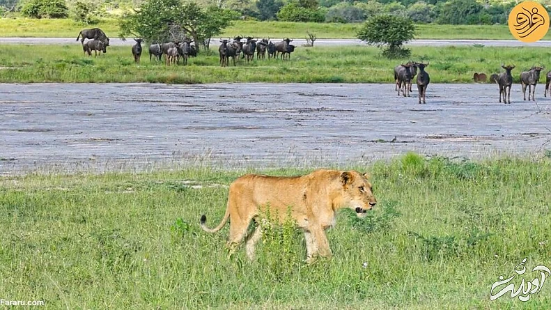 (ویدئو) لحظه دیدار مجدد توله شیرهای گم شده با مادرشان